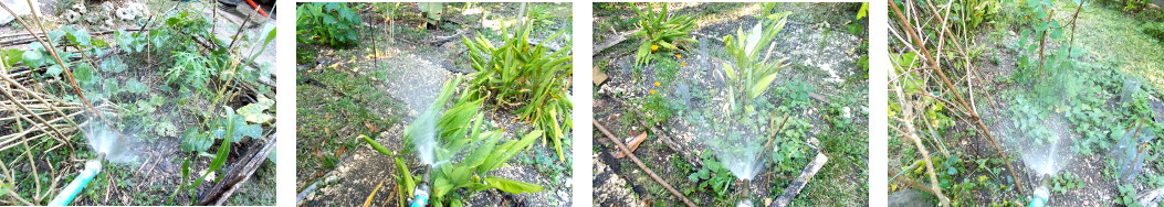 Imagws of tropical backyard garden
        being watered in dry period