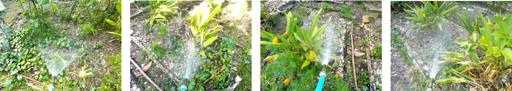 Images of tropical backyard garden
        being watered