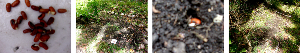 Images of sprouting beans planted in
        tropical backyard garden