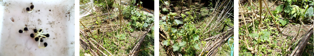 Images of sprouting okra seeds planted
        in tropical backyard garden