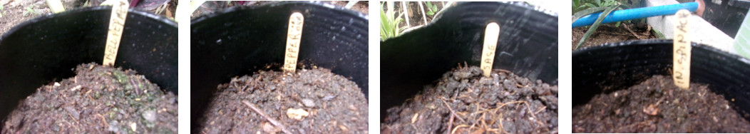 Images of pots planted with various
        seeds