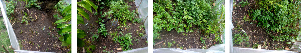Images of area in tropical backyard
        garden recently planted with assorted vegetable seeds