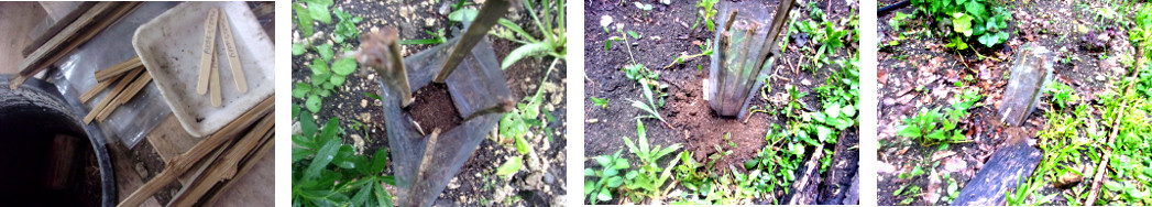 Images of tomato seeds planted in
        plastic cylinders in tropical backyard