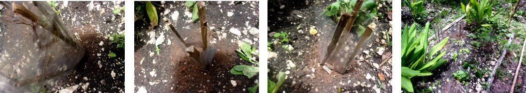 Images of tomato seeds planted in
        plastic cylinders in tropical backyard