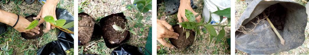 Images of newly received plants being re-potted