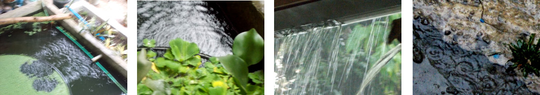 Images of rain in tropical backyard