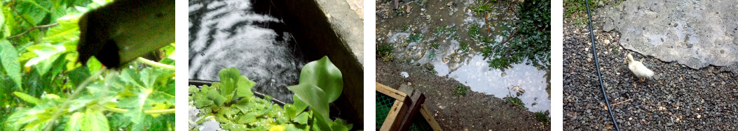 Images of light rain in tropical
        backyard