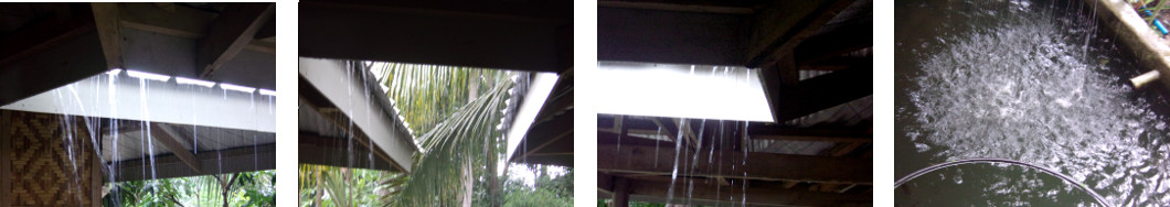Images of afternoon rain in a tropical
        backyard
