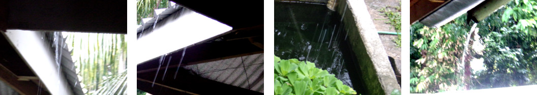 Images of afternoon shower in tropical
        backyard