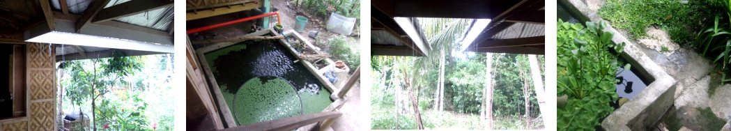 Images of morning wind and rain in a
        tropical backyard
