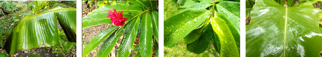 Imagesmof tropical backyard plants
        after rain in the night
