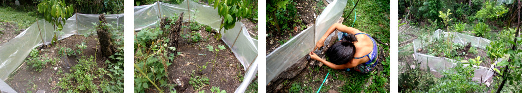 Images of plastic screen made from the
        isides of pig food sacks -hopefully to prevent ducks and
        chickens from damaging plants in tropical backyard