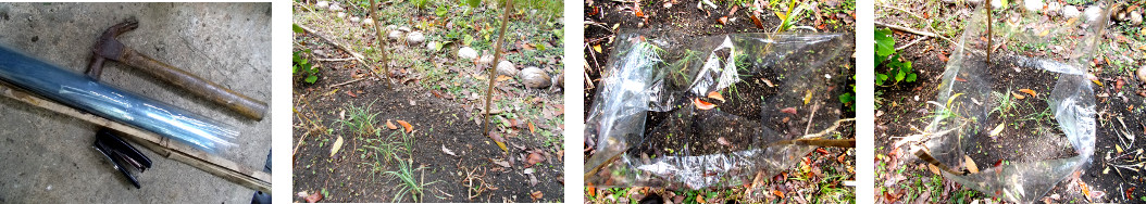 Images of plastic screen in tropical
        backyard