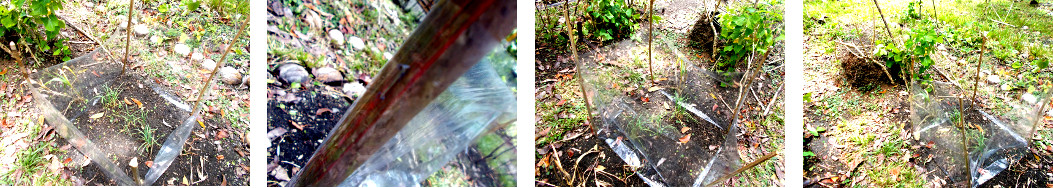 Images of plastic srcreen to protect plants in tropical
        backyard