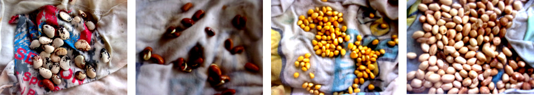 Images of various seeds soaking to aid
        germination