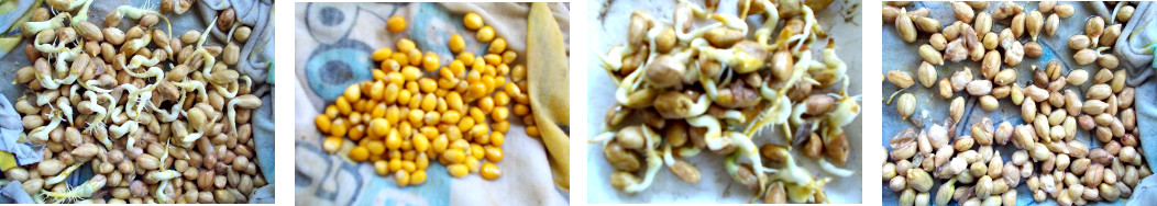Images of sprouting peanuts being
        separated from non-sprouting