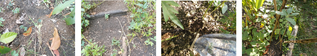 Imags of dead, damaged and surviving
        sunflower plants in a tropical backyard garden