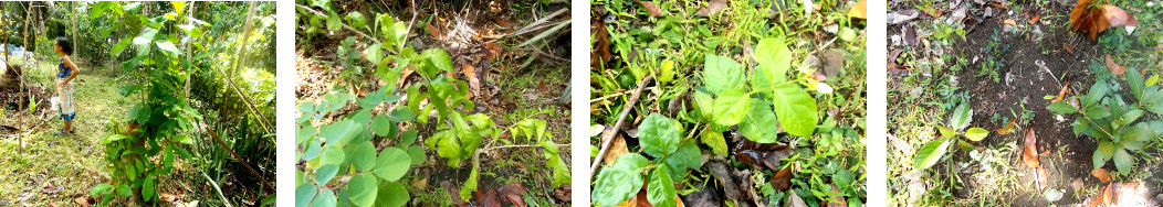 Imgws of trees and bushes growing in
        tropical backyard