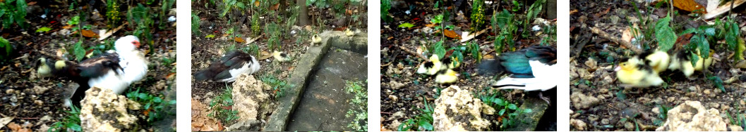 Images of tropical backyard duck with
        three ducklings