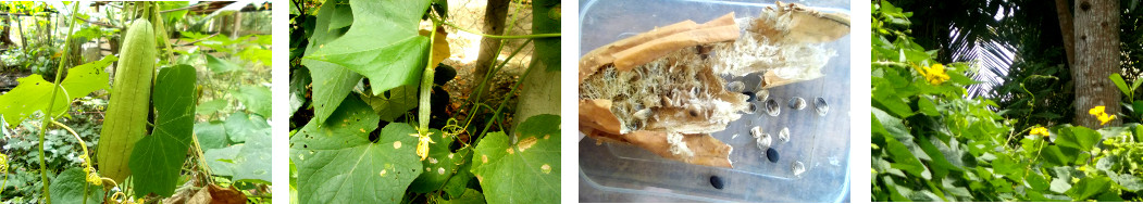 Images of patola (edible luffa)
        growing in tropical backyard