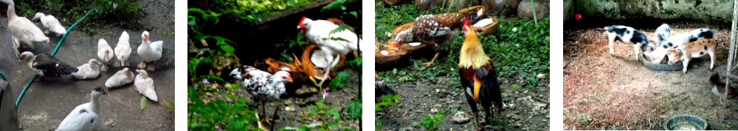 Images of ducks, chickens and piglets
        in tropical backyard