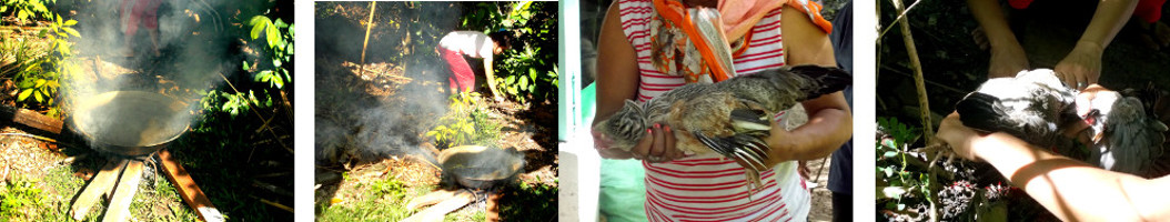 Images of chickens being culled in
        tropical backyard