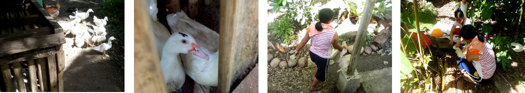 Images of tropical backyard ducks being prepared for
        christmas