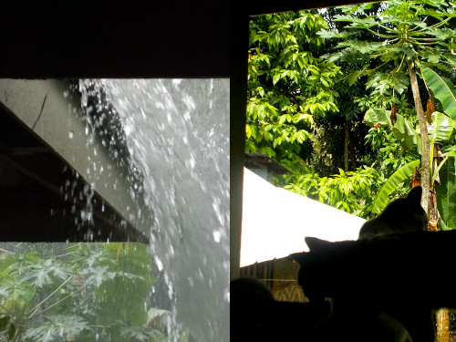 Image of Rain followed by Sun in
        tropical backyard