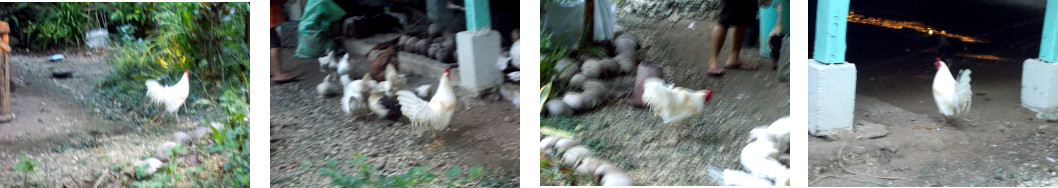 Images of escaped tropical backyard
        rooster