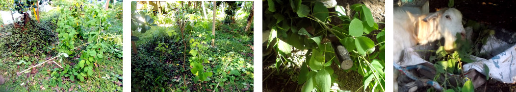 Images of fallen shrub -trimmed and
        fed to animals