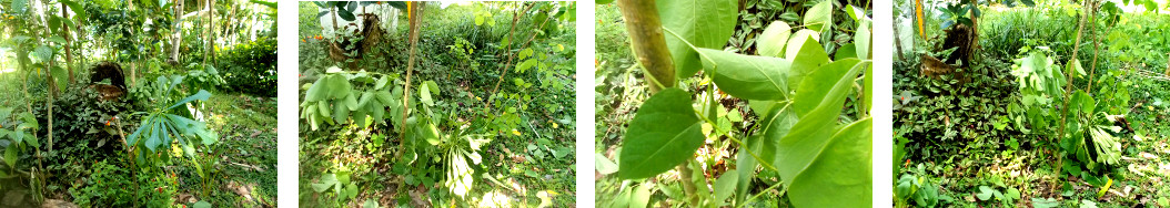 Images of fallen shrub after replanting in tropical
        backyard garden