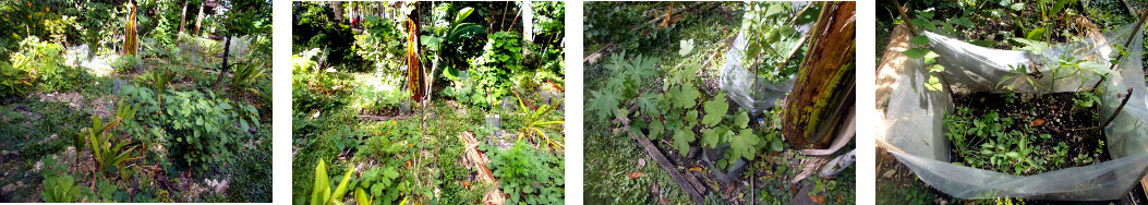 Images of sucessful tropical garden
        areas