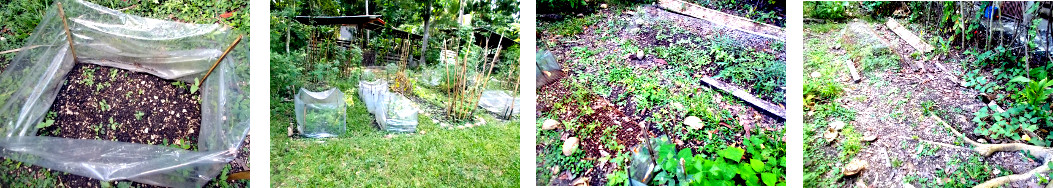 Images pof less sucessful tropical
        garden areas