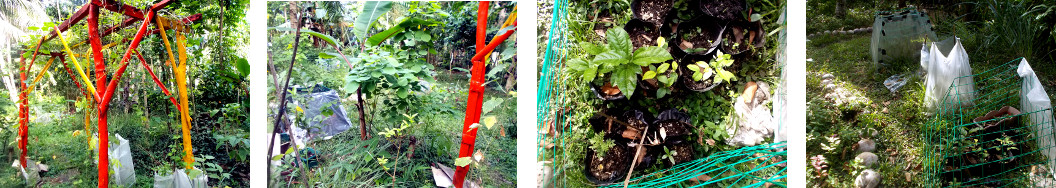 Images of tropical backyard garden
        areas needing improvement