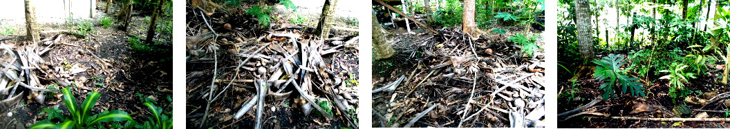 Images of neglected areas of tropical
        backyard