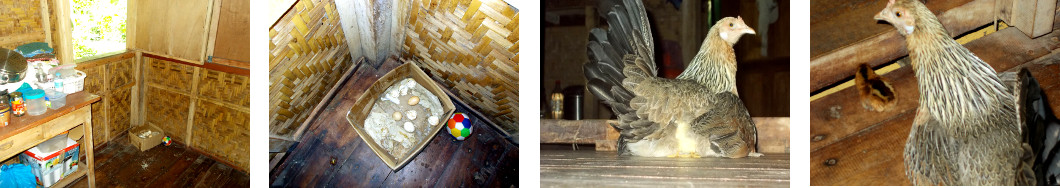 Imagws of newly hatched chicks in
        tropical living room