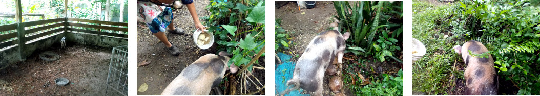 Images of tropical backyard piglet
        being transferred to new pen