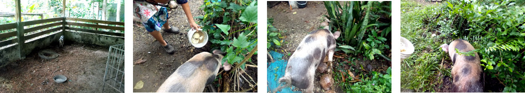 Images of tropical
                    backyard piglet being transferred to new pen