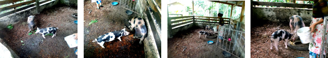 Images of two
                      generations of tropical backyard piglets together