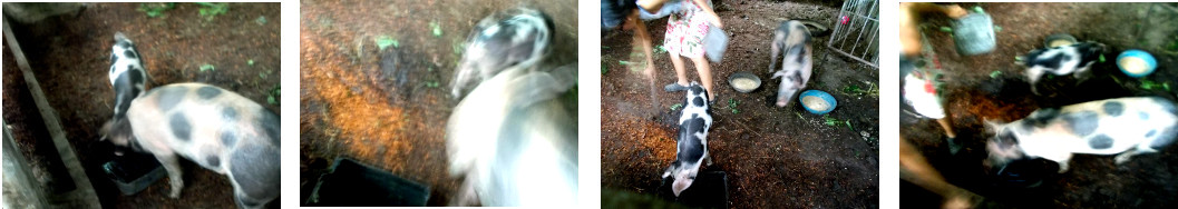 Images of two half-sister tropical
                      backyard piglets together in pen