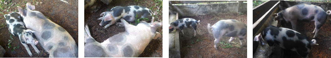 IImag3s of two tropical backyard
        piglets sharing a pen