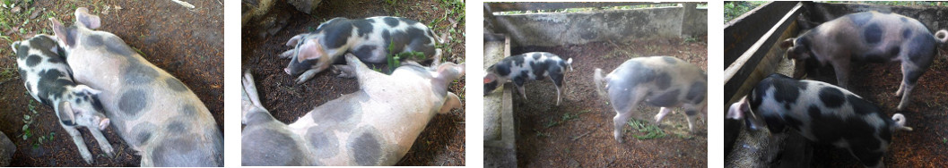 IImag3s of two tropical backyard
          piglets sharing a pen