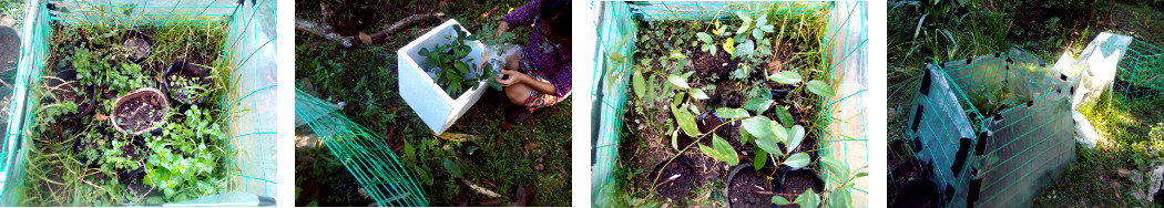 Images of recently aquired seedlings being unpacked in
        tropical backyard