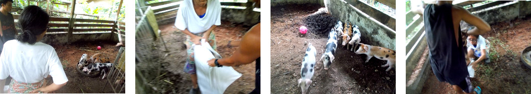 Imags of tropical backyard piglets being caught
