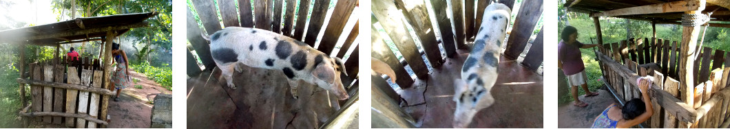 Images of 5 month old tropical
        backyard piglet