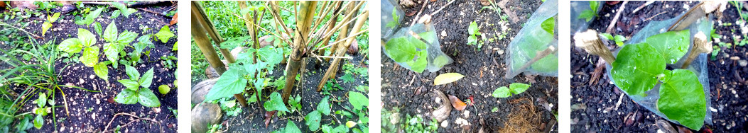 Images of seedling food crops growing
        in tropical backyard