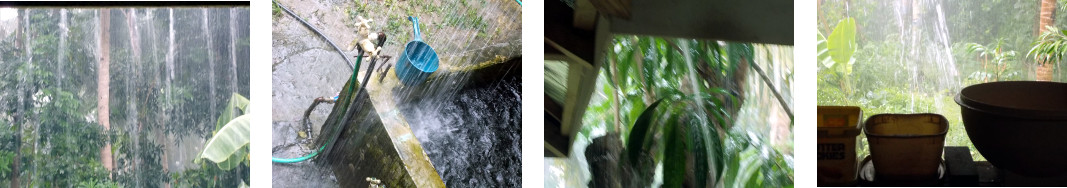 Images of Rain in tropical Backyard