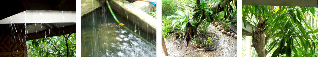 Images of rain in tropical backyard