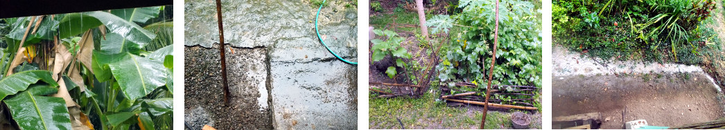 Images of rain in tropical backyard