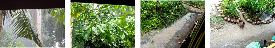 Images of rain in tropical backyard